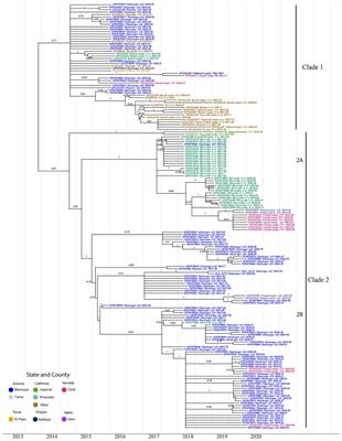 St. Louis Encephalitis Virus in the Southwestern United States: A Phylogeographic Case for a Multi-Variant Introduction Event